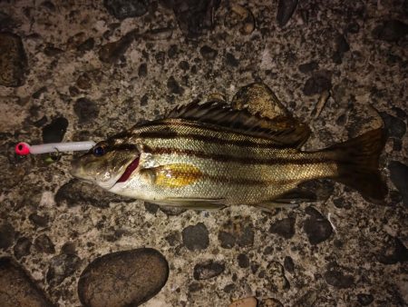 アジングでガシラ